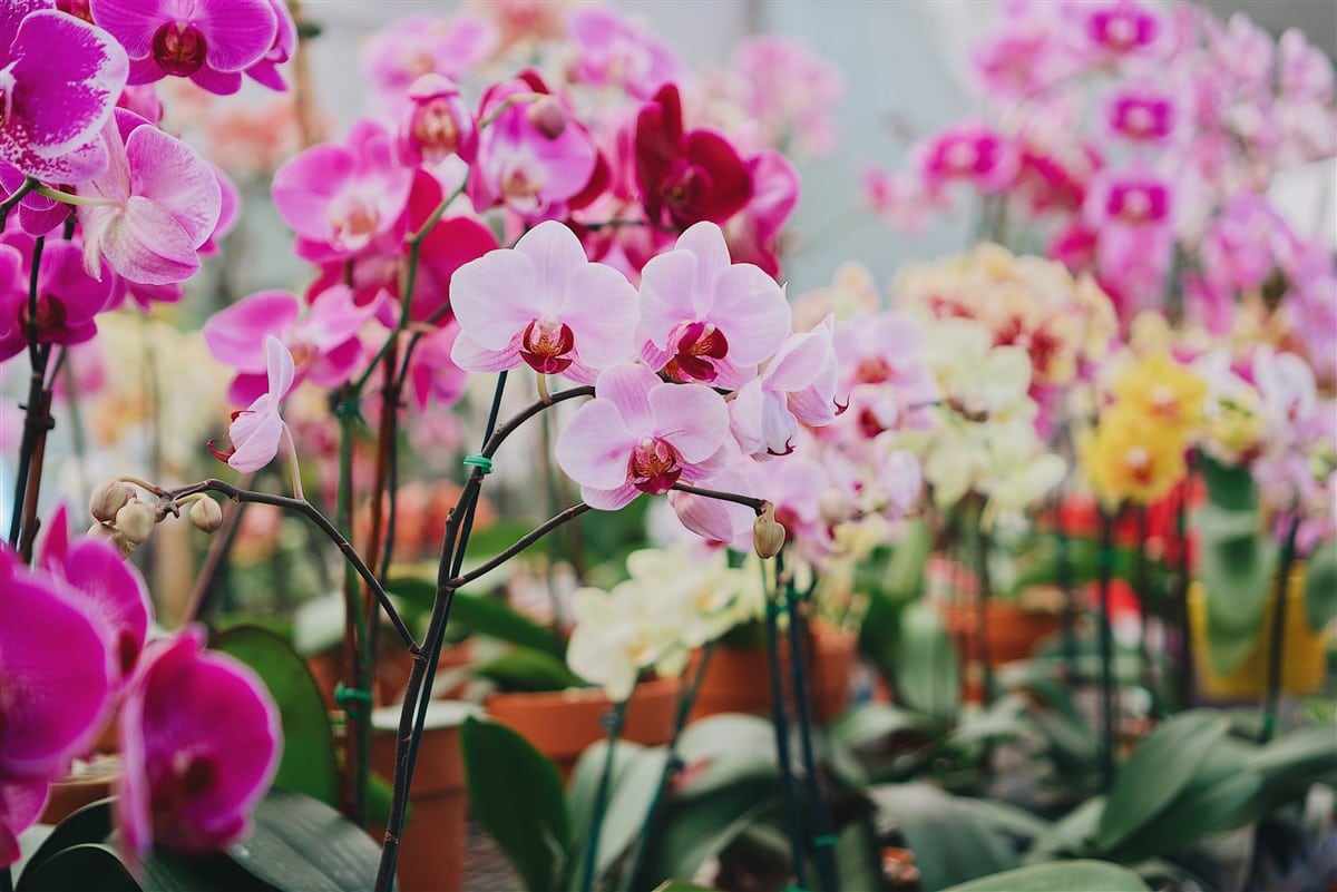 6 variétés d'orchidées