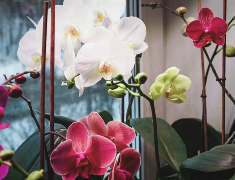 Décoration de micro-jardins : 6 variétés d’orchidées idéales pour le terrarium