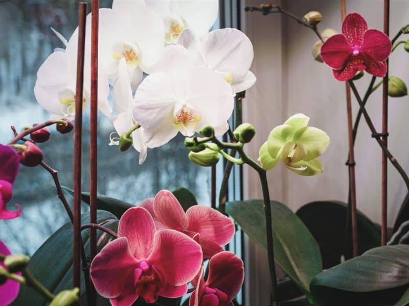 Décoration de micro-jardins : 6 variétés d’orchidées idéales pour le terrarium