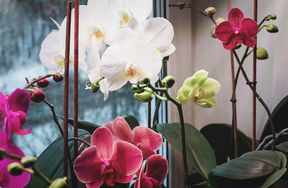 orchidées idéales pour le terrarium