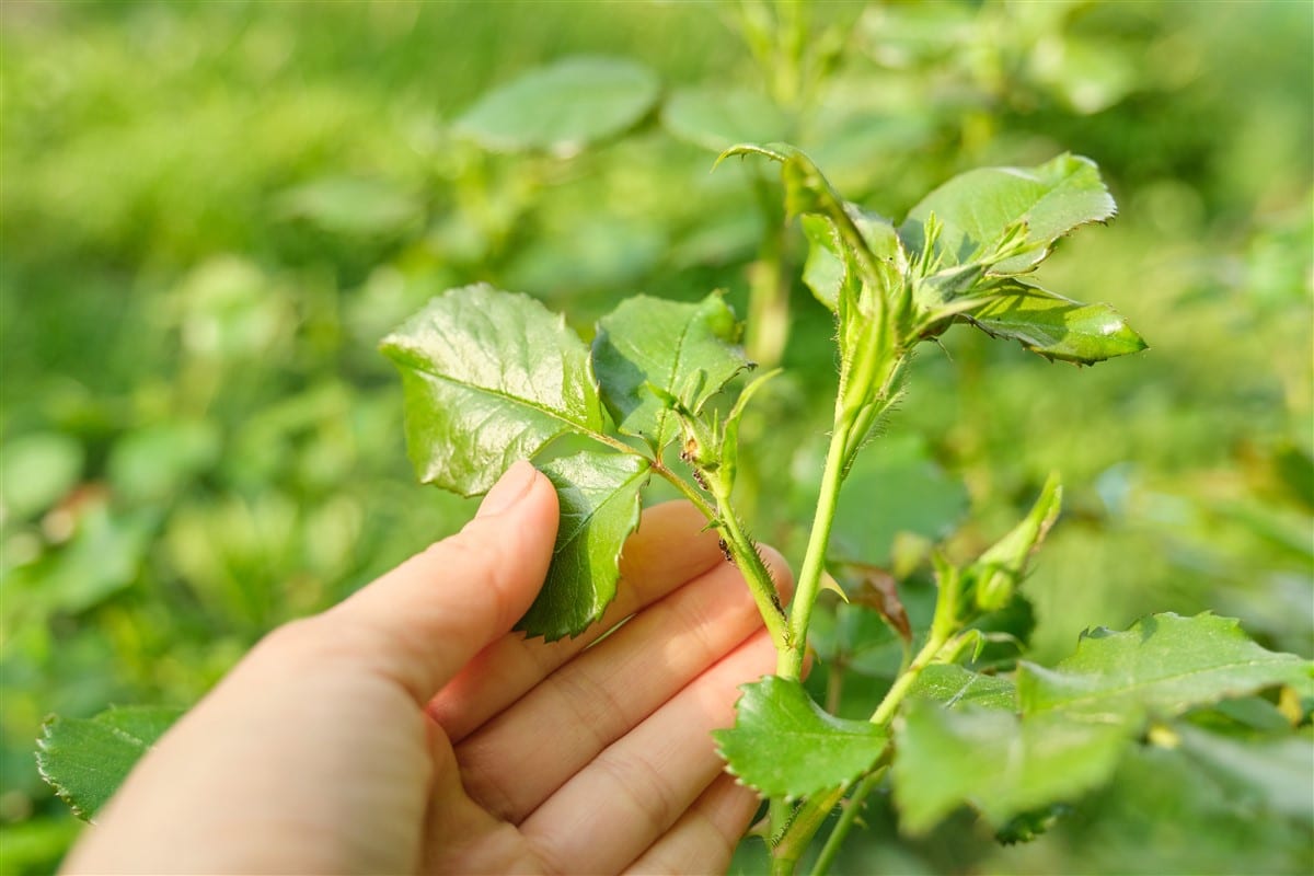 10 méthodes biologiques ciblées