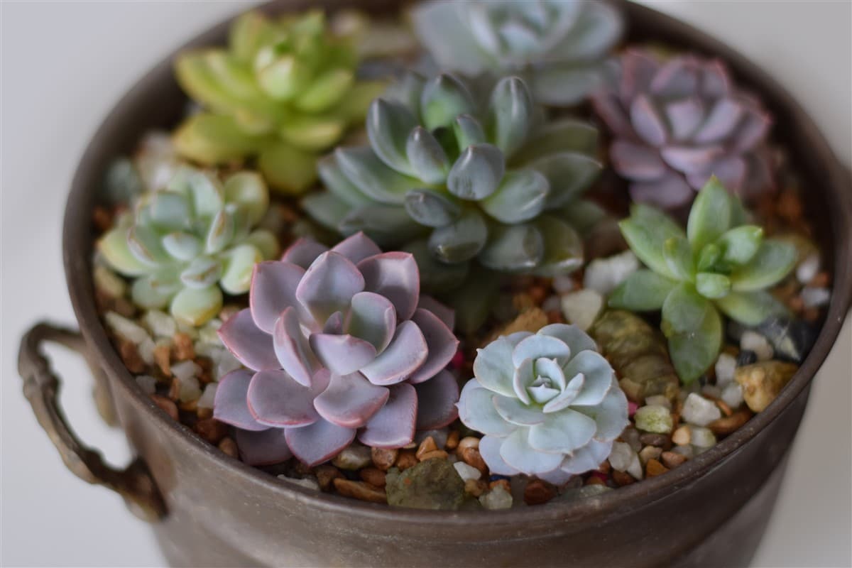 6 variétés de succulentes résistantes au froid