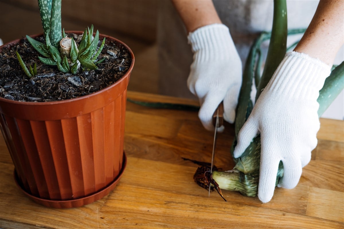 Culture d'Aloe vera en intérieur