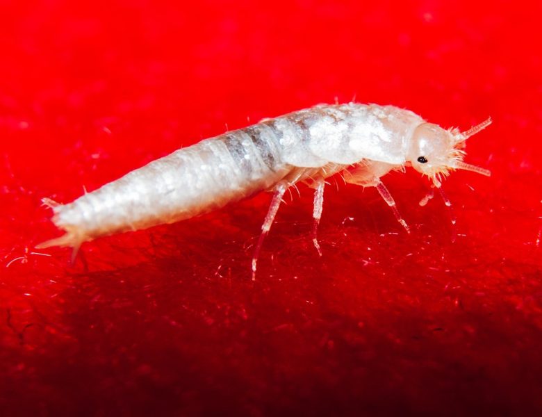 Éliminer le poisson d’argent, l’insecte nocturne de votre maison