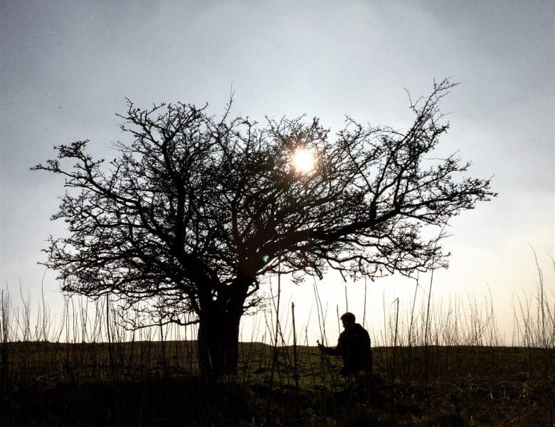 Séduction des arbres anciens : une étude du charme des chênes centenaires