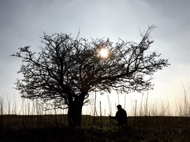 Séduction des arbres anciens : une étude du charme des chênes centenaires