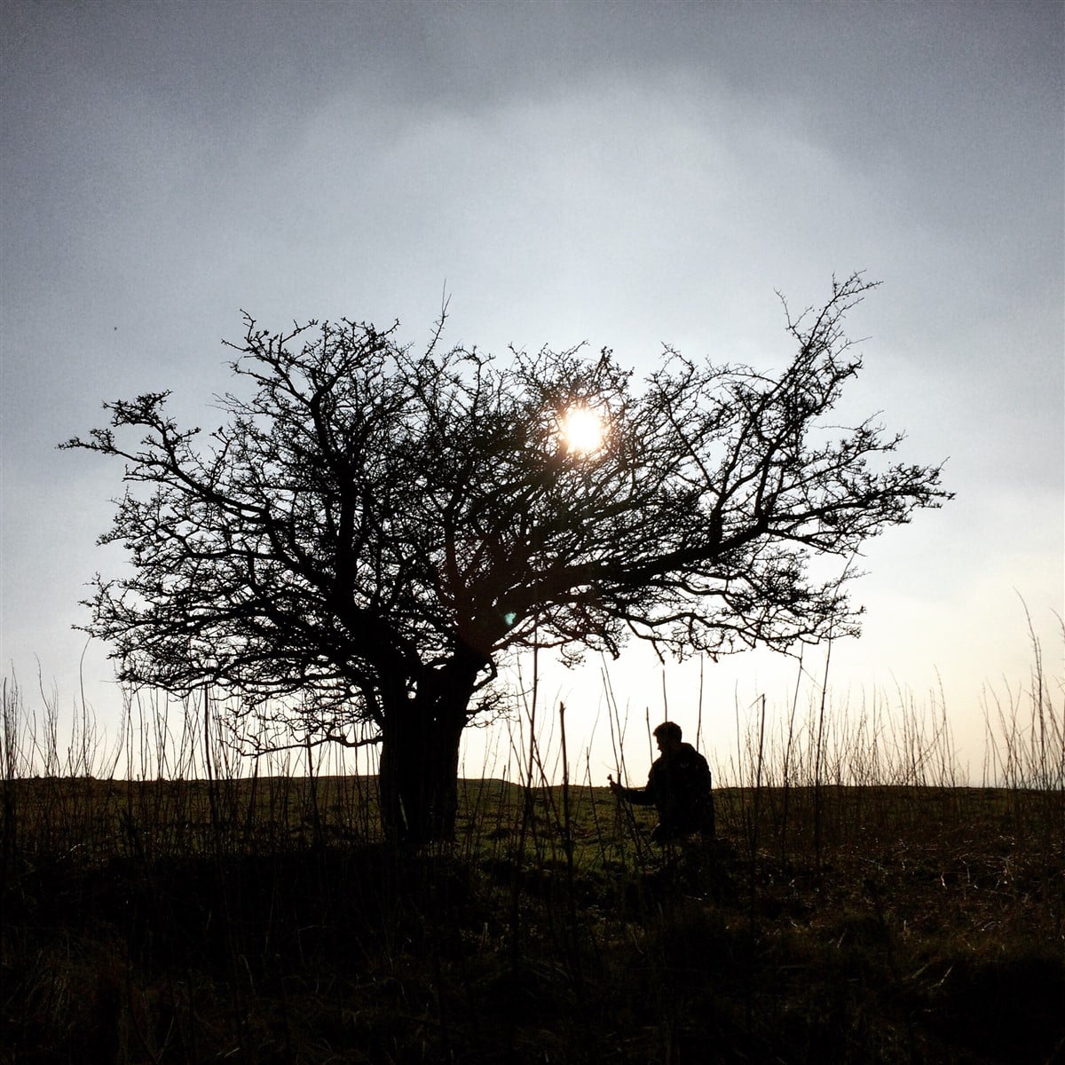 Séduction des arbres anciens
