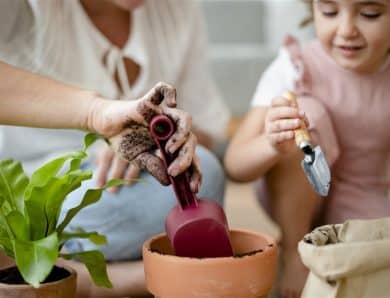 Les étapes pour faire pousser un manguiers à partir d’un noyau chez soi