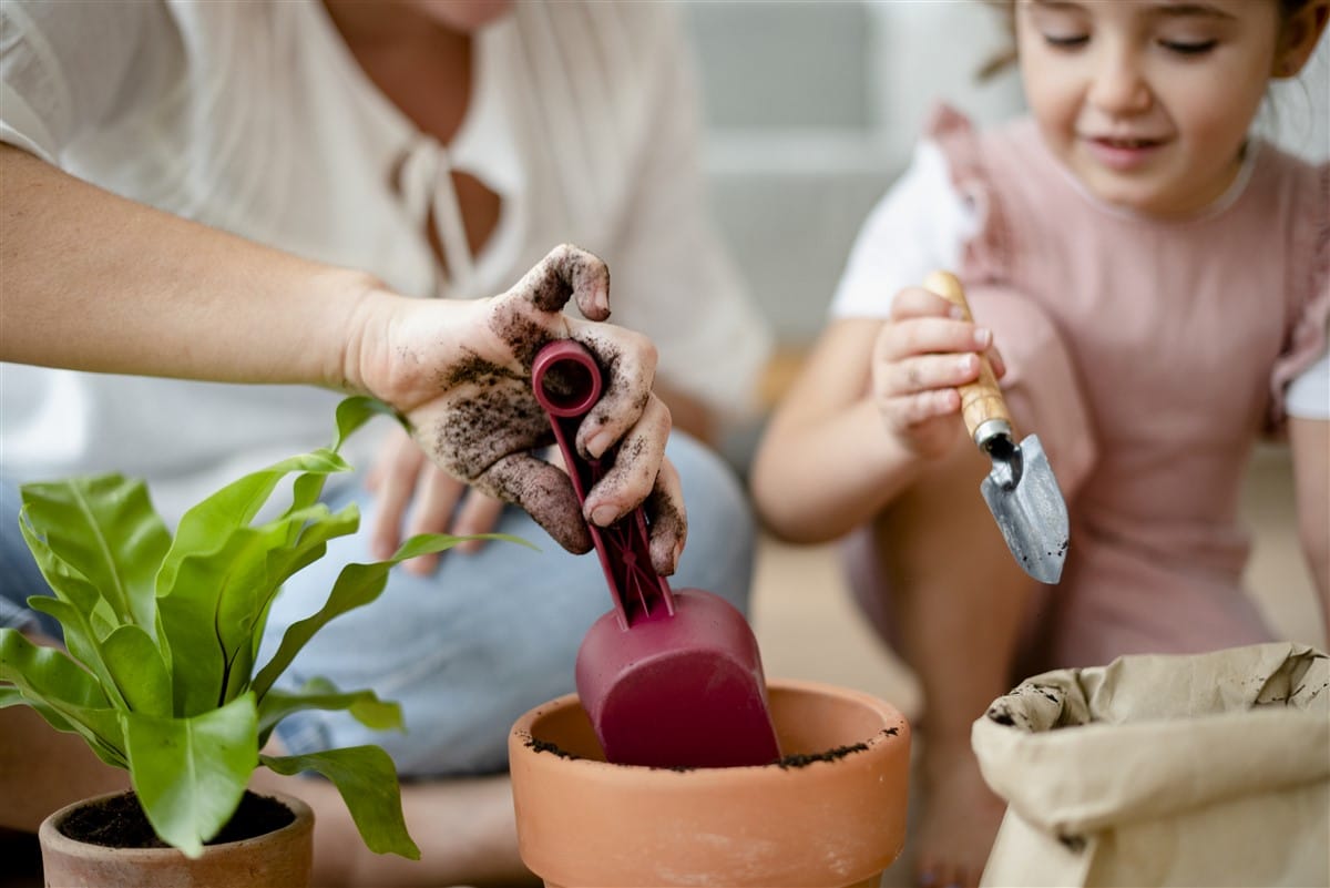 faire pousser un manguiers à partir d'un noyau chez soi