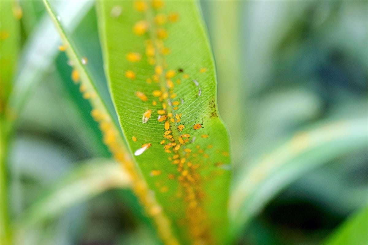 meilleures plantes répulsives