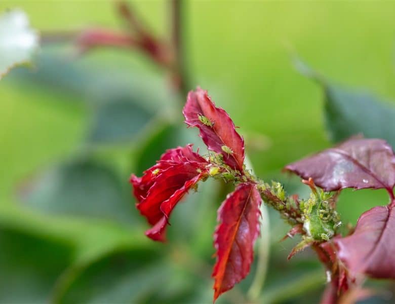 Pucerons : 10 méthodes biologiques ciblées pour protéger votre jardin