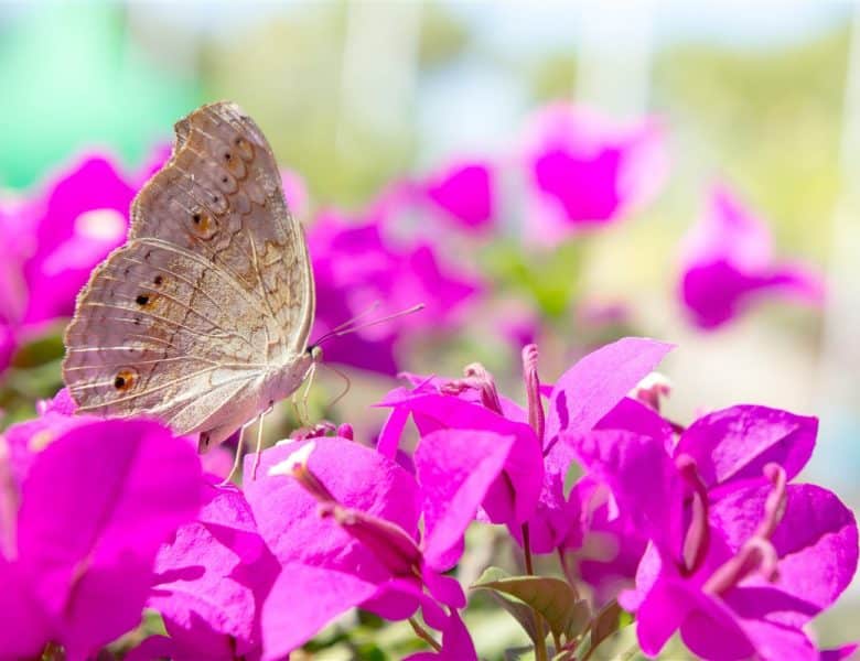 Attirer les papillons : 10 espèces les plus fréquentes dans les jardins urbains