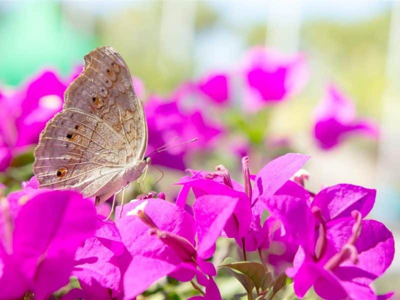 Attirer les papillons : 10 espèces les plus fréquentes dans les jardins urbains