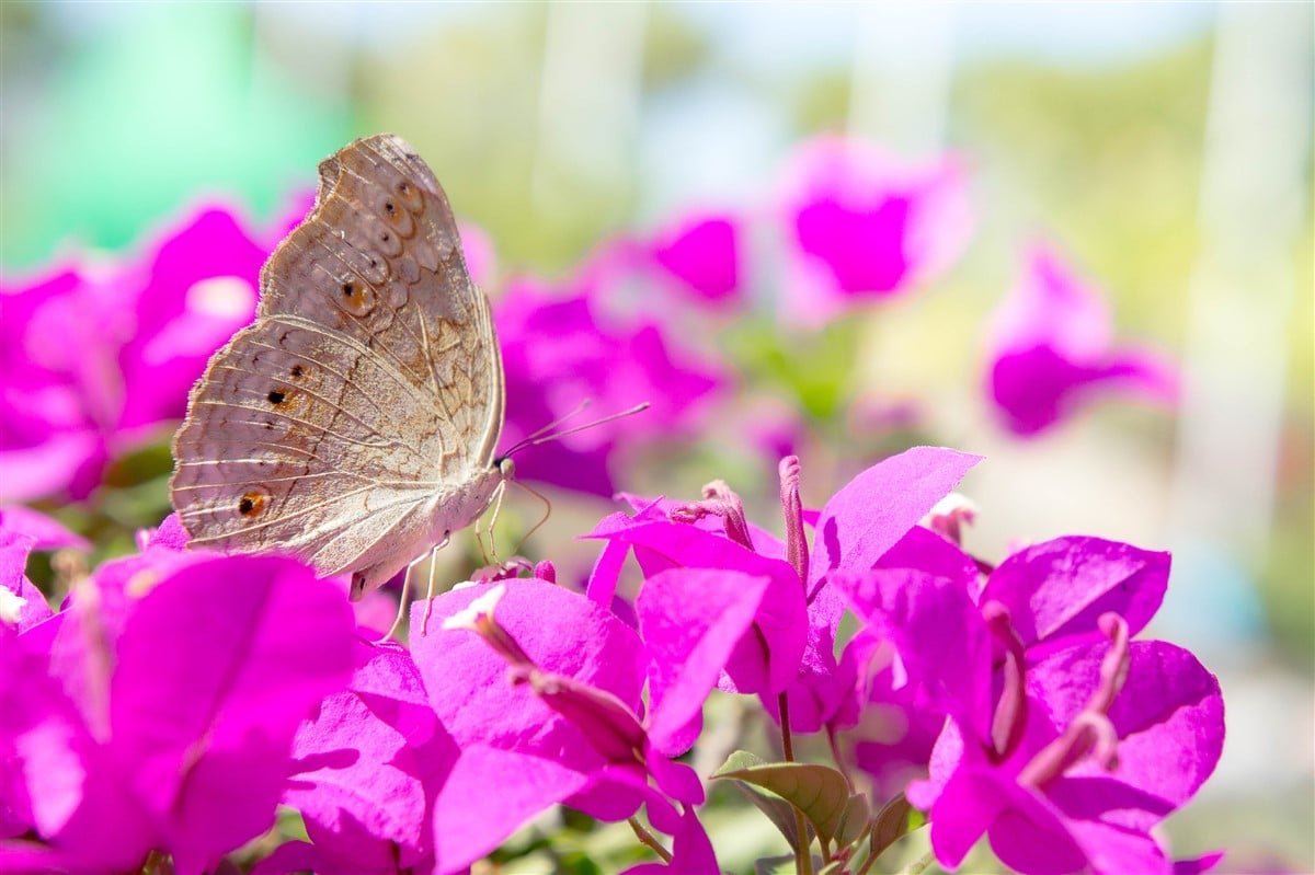 papillons dans le jardin urbain