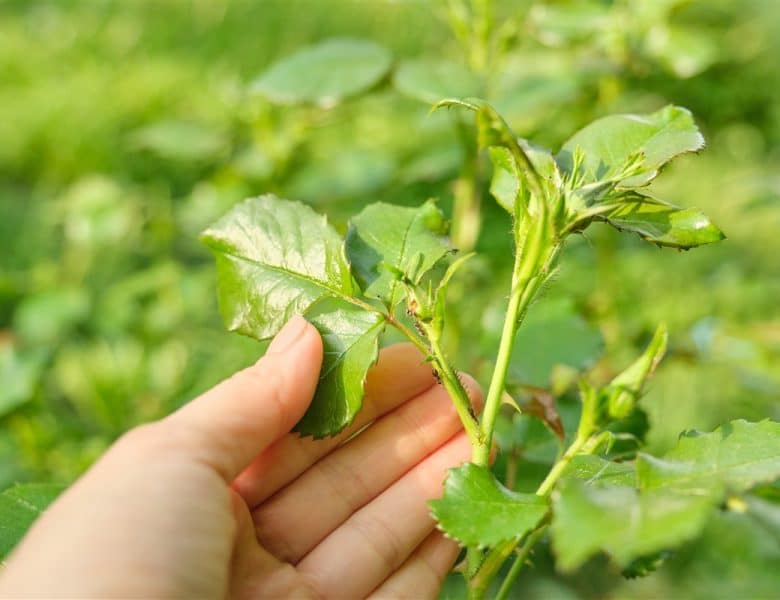 Les meilleures plantes répulsives, des remèdes naturels contre les pucerons