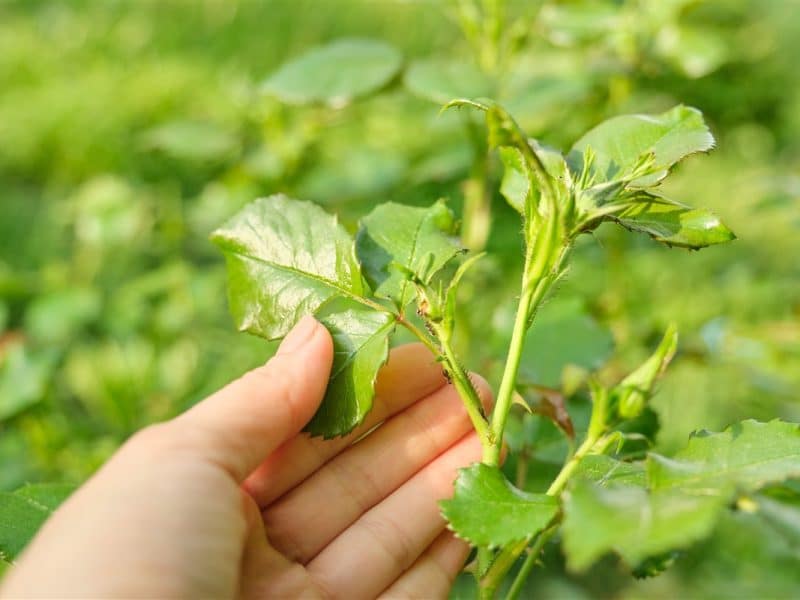 Les meilleures plantes répulsives, des remèdes naturels contre les pucerons