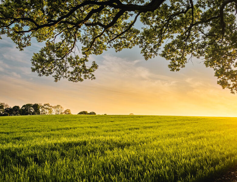 Pourquoi la couleur complémentaire du vert est essentielle dans la nature